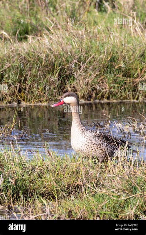 Red Billed Teal Anas Erythrorhyncha Rietvlei Wetland Reserve Table