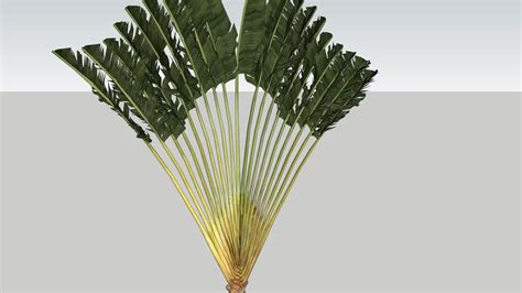 Palmera 6 3d 3d Warehouse