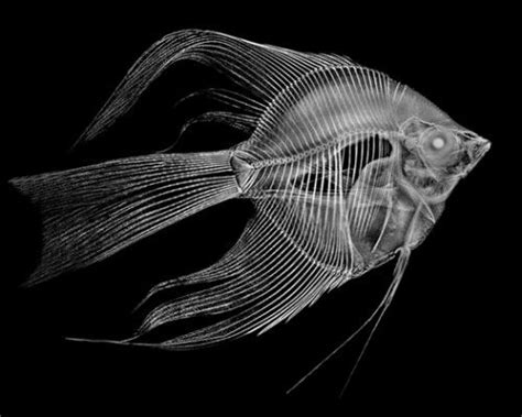 X Ray Fish