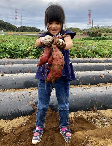 【芋掘り】多摩線の駅近で子連れに ｢黒川東芋掘会｣で秋の収穫体験！ ぎゅってweb