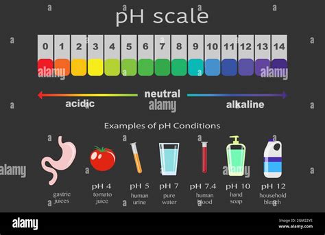 scale of ph value for acid and alkaline solutions, infographic acid-base balance. scale for ...