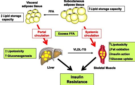 Obesity And Insulin Resistance Diagram Quizlet