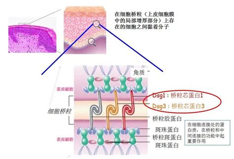 皮肤基底膜基底膜带基底膜大山谷图库