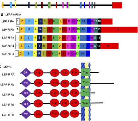 Alternate Splicing Of Lepr Mrna Schematic Figure Representing Leptin