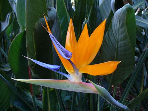 Banco De Imagens Natureza Flor Plantar Folha Floral Laranja