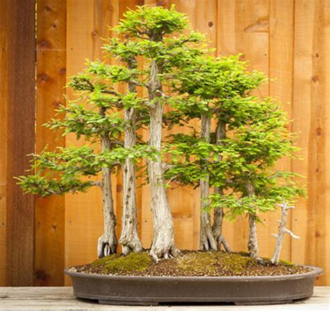 Bonsai Forests - The Bonsai Seed