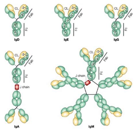 Classes Of Immunoglobulin Flashcards Quizlet