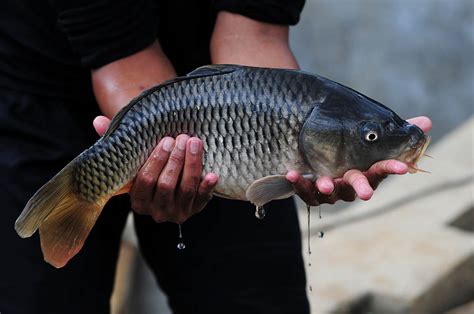 Rekomendasi Umpan Ikan Mas Yang Mudah Didapat Dengan Harga Murah