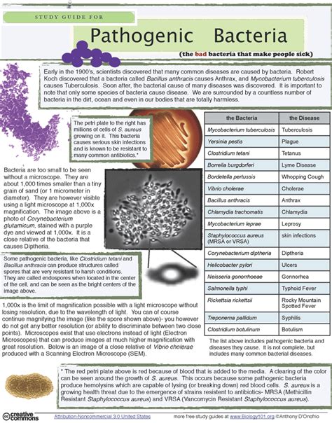 Pathogenic Bacteria Study Guide Artofit