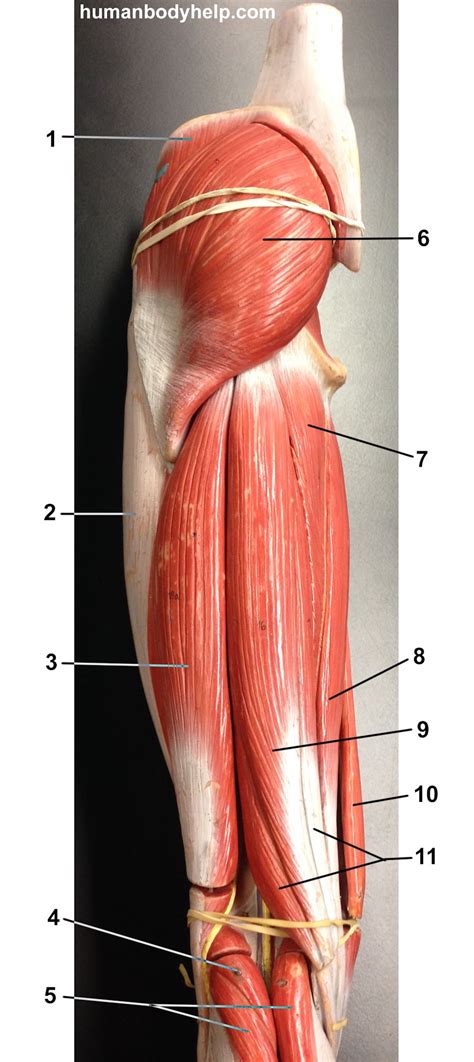 Posterior Thigh Old Model – Human Body Help