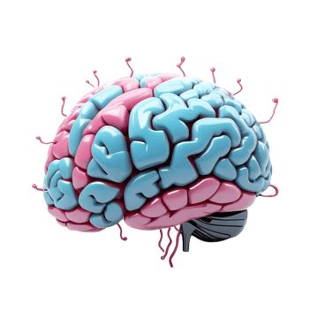 human brain png vector psd  clipart  transparent background