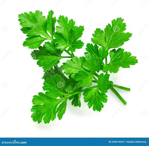 Hierba De Perejil Aislada Sobre Fondo Blanco Parsley Leaf Top View