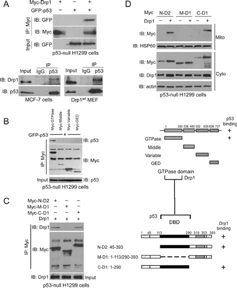 Figure 3 From Drp1 Stabilizes P53 On The Mitochondria To Trigger