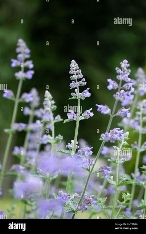 Lavender Flowers in Spring Stock Photo - Alamy