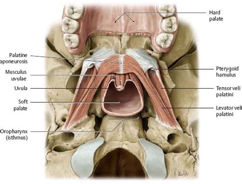 Hard And Soft Palate Diagram