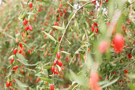 Goji Berry Seeds Lycium Barbarum A Delicious Superfruit Small