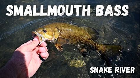 Smallmouth Bass Fishing Snake River Smallies Youtube