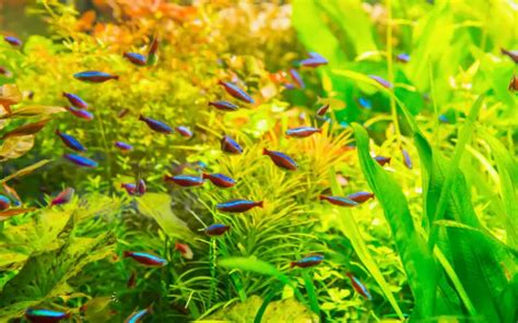 Neon Tetra Schooling Behavior: (Tips for Aquarium Owners)