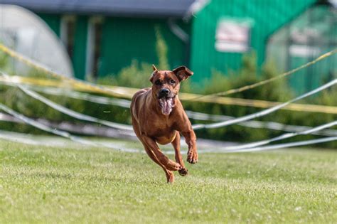 The Ultimate Guide to Fast CAT | Highland Canine Training