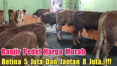 Banjirr Pedet Harga Murah Betina Juta Dan Jantan Juta Stok