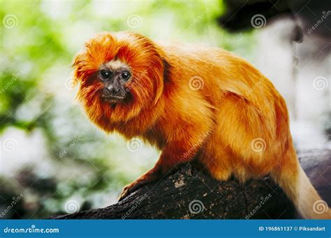 Golden lion tamarin monkey stock image. Image of monkey - 196861137