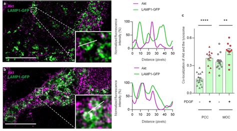 Pdgf Induced Akt Colocalization With Lysosomes Revealed By Expansion