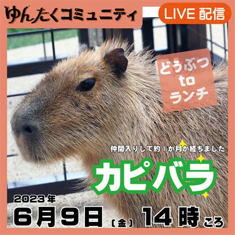 ゆんたくコミュニティ限定ライブ配信どうぶつtoランチ【カピバラ】 沖縄こどもの国｜ゆんたくコミュニティでずっと応援！（沖縄こどもの国