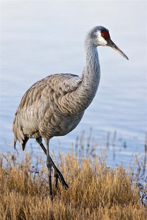 Sandhill Crane Grus Canadensis Bird