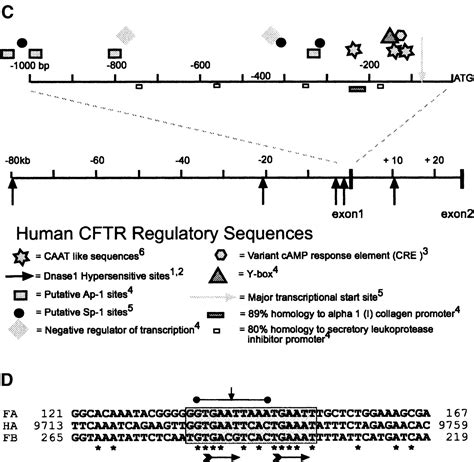 Genomic Sequence Analysis Of Fugu Rubripes CFTR And Flanking Genes In A