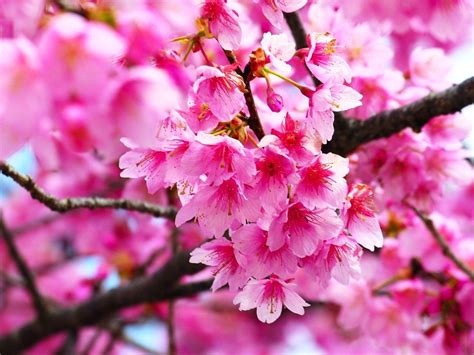 Background Bunga Sakura Hd 1034x776 Wallpaper