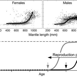 Dosidicus gigas. Relationship between size-at-maturity and SST ...