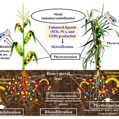 An Illustration On The Phytoremediation Strategies And General