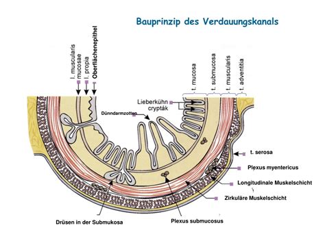 Ppt Histologie D Nndarm Dickdarm Powerpoint Presentation Free