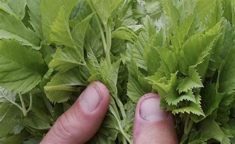 Tweedaagse Cursus Eetbare Wilde Planten Nooterhof