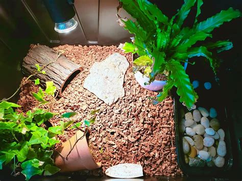 25 DIY Box Turtle Habitat Ideas & Inspirations For Beginners – The Turtle Hub