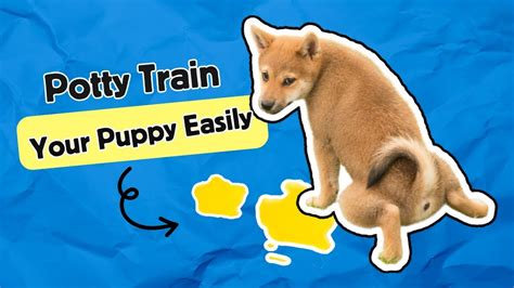 How To Toilet Train A Puppy In 7 Days My Petsible Youtube