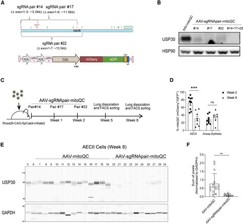 Population Wide Gene Disruption In The Murine Lung Epithelium Via AAV