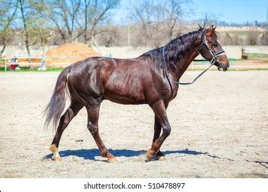 Brown Horse Horse Riding Stock Photo 510478897 | Shutterstock