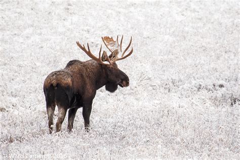 016 Winter Ticks, Winter Insect Survival, and New Northward Migrations