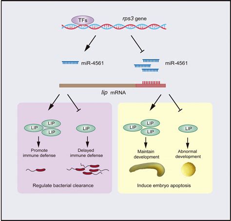 Regulatory Mechanism Of Mir Schematic Representation Of