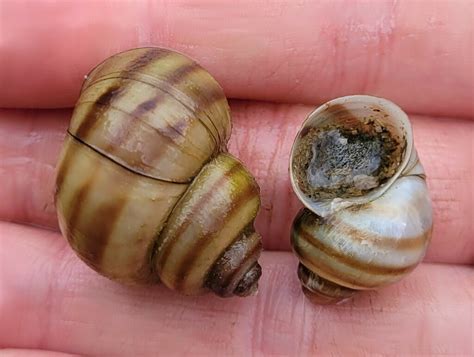 Banded Mystery Snail From Leeds And Grenville United Counties On