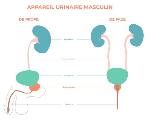 Cancer De La Prostate Origines Sympt Mes Et Traitements