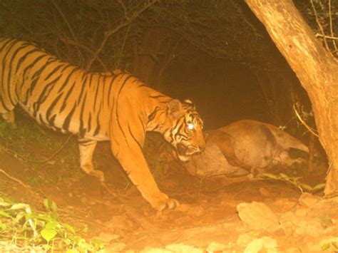 Dholpur Tigress Give Birth Two Cubs Badli In Sarmathura Forest Rajasthan Latest News Update