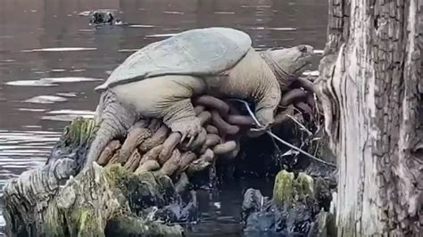 Chonkosaurus Plump Chicago Snapping Turtle Captured On Video Goes Viral