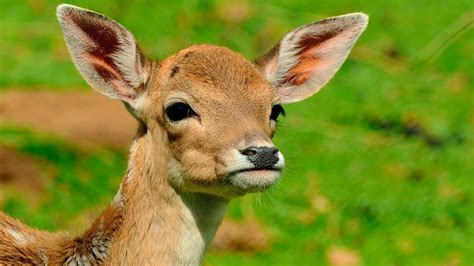 Cómo es la VIDA SOCIAL de un CIERVO COMÚN Animales Salvajes YouTube