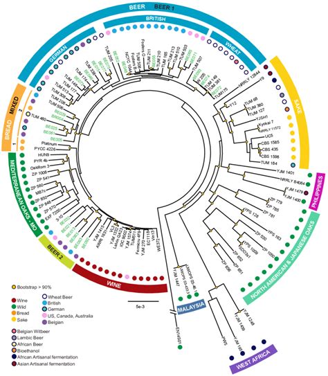 Whole Genome Phylogeny Of S Cerevisiae Showing The Diversity Of