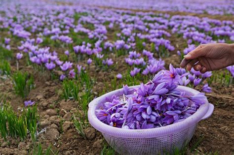 Saffron Agriculture Safranbolu Turkey In 2023 Safranbolu Saffron