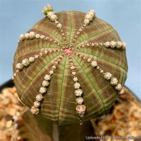 Euphorbia Obesa Cv Prolifera