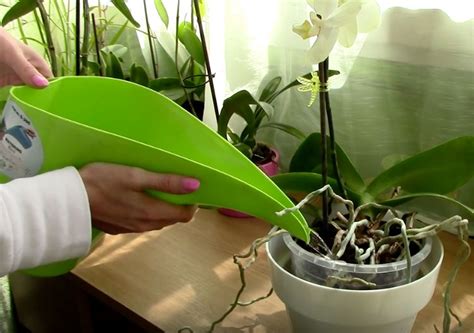 Faire Refleurir Une Orchid E Qui N A Plus De Hampe Tout Ce Qu Il Vous