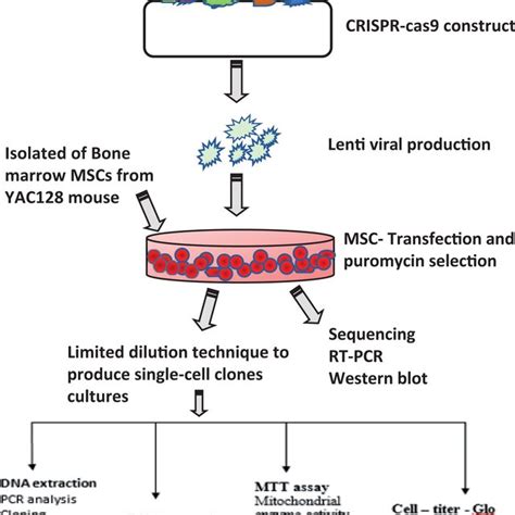 Relationship Between MHTT Expression With The Number Of Indel Mutations